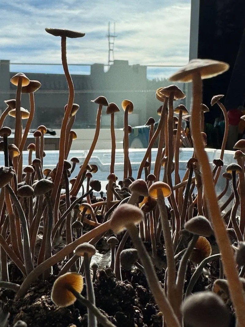 Psilocybe Tampanensis