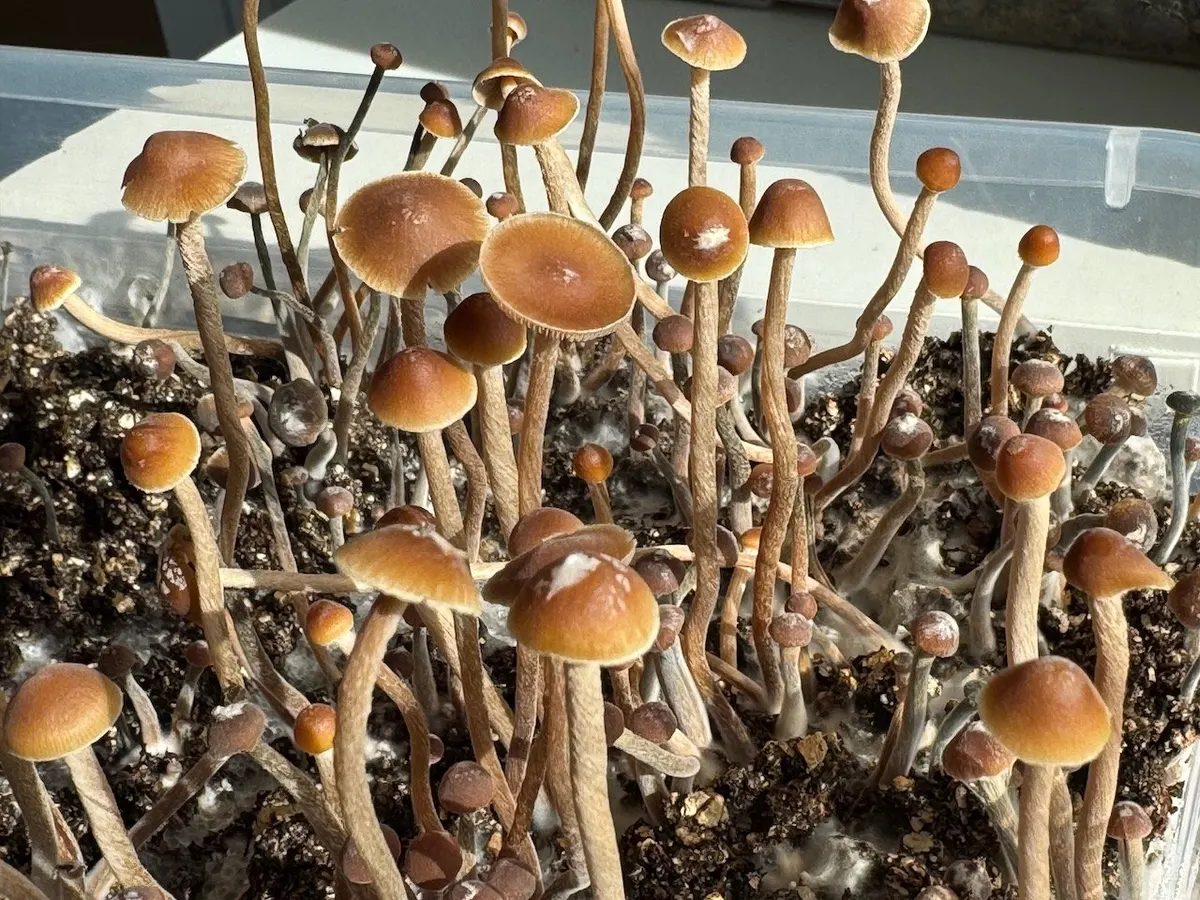 Psilocybe Tampanensis