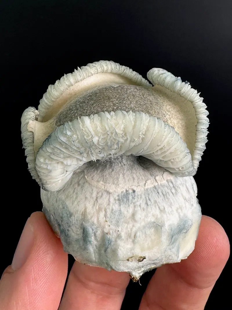 Rango • Psilocybe Cubensis