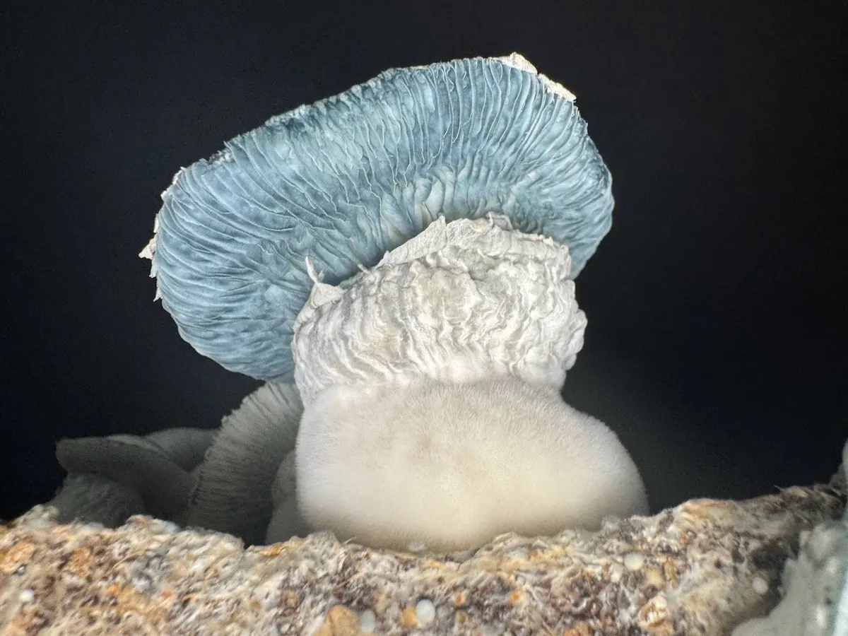 Rango • Psilocybe Cubensis