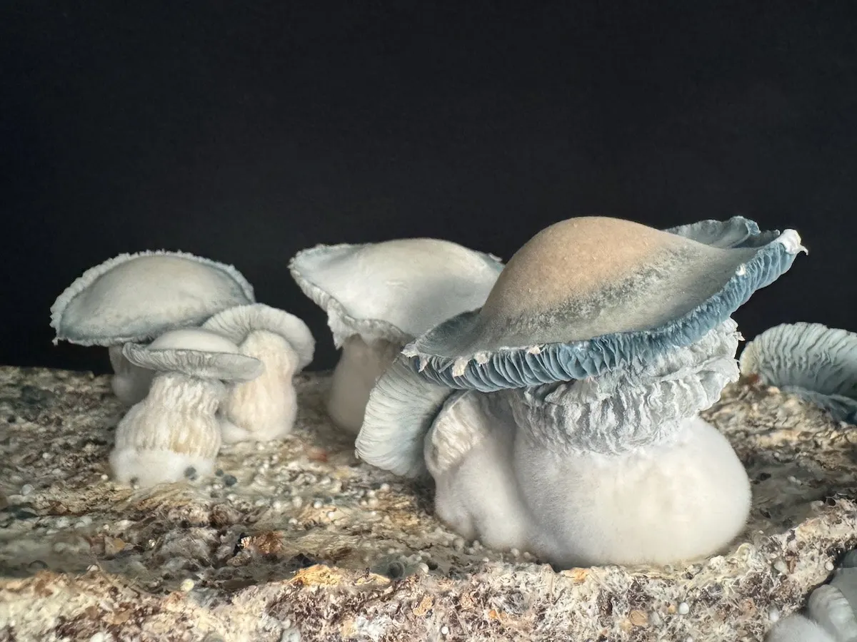 Rango • Psilocybe Cubensis