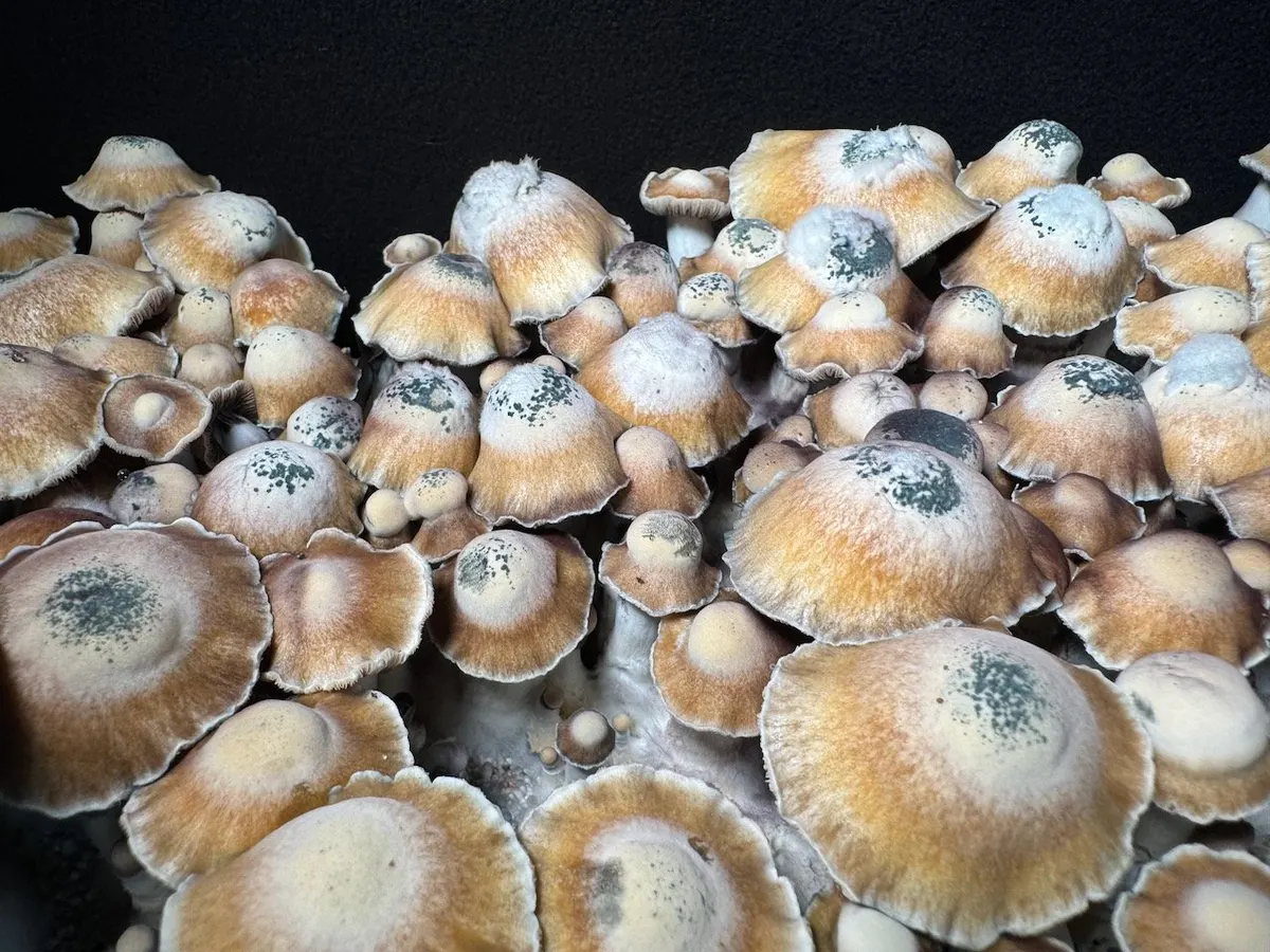 Toque • Psilocybe Cubensis