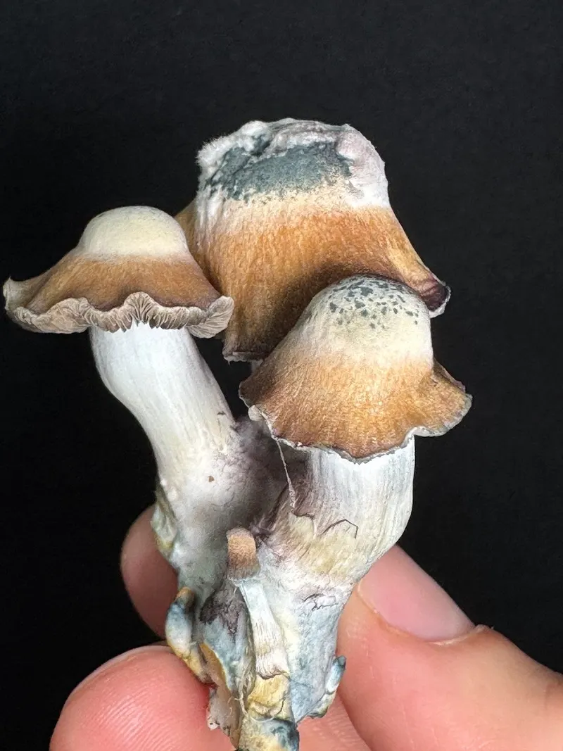 Toque • Psilocybe Cubensis