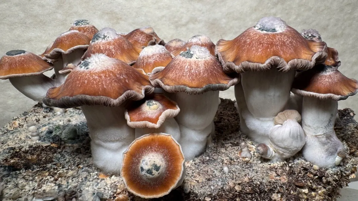 Toque • Psilocybe Cubensis