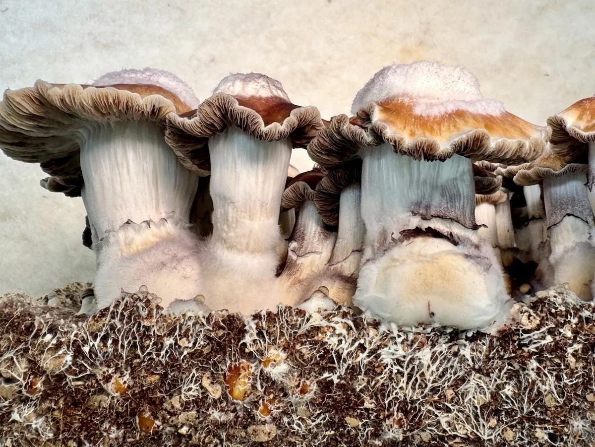 Toque • Psilocybe Cubensis