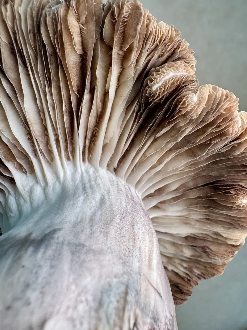 Toque • Psilocybe Cubensis