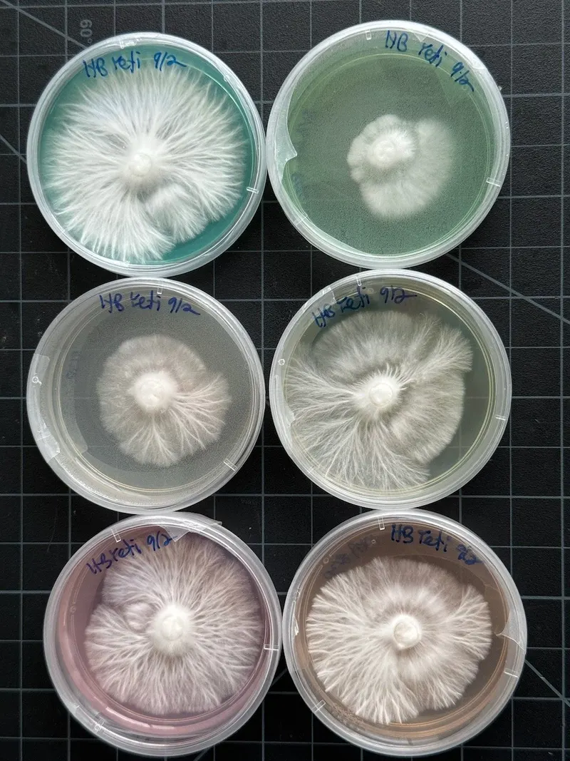 Mycelium Culture Transfers